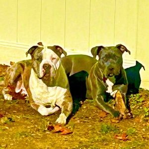 Meet your Posher, Angel